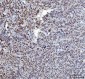 Anti-YY1 Antibody Picoband™ (monoclonal, 3F3E7)
